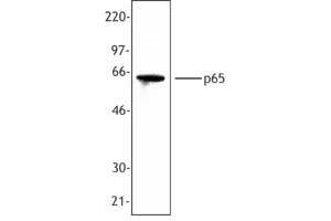 Image no. 1 for anti-Nuclear Factor-kB p65 (NFkBP65) (C-Term) antibody (ABIN230593) (NF-kB p65 antibody  (C-Term))