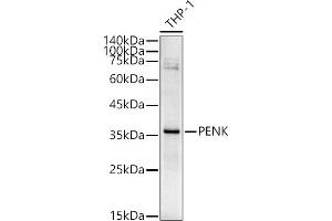 Western blot analysis of extracts of THP-1 cells, using PENK antibody (ABIN6133151, ABIN6145444, ABIN6145445 and ABIN6221906) at 1:540 dilution. (Enkephalin antibody  (AA 25-267))