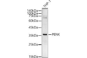 Enkephalin antibody  (AA 25-267)