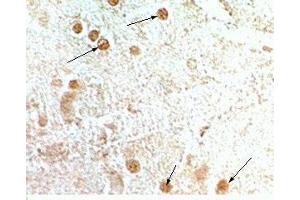 Rat hypothalamus tisse was stained by anti-NPB-29 (Rat) serum at 1:200-500 (Neuropeptide B-29 (NPB-29) antibody)