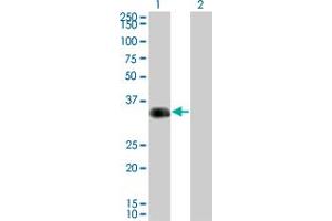 Western Blot analysis of CRX expression in transfected 293T cell line by CRX monoclonal antibody (M01), clone F6-C2. (CRX antibody  (AA 1-300))