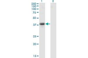 Western Blot analysis of SERPINB10 expression in transfected 293T cell line by SERPINB10 monoclonal antibody (M09), clone 2B8. (SERPINB10 antibody  (AA 46-145))