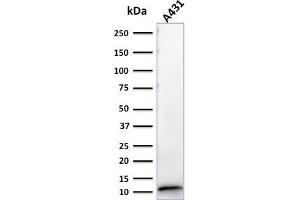 S100A2 antibody