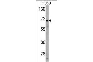 Western blot analysis of USP2 Antibody in HL60 cell line lysates (35ug/lane) (USP2 antibody  (N-Term))