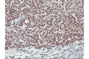 Image no. 4 for anti-Ring Finger Protein 113B (RNF113B) antibody (ABIN1500718) (RNF113B antibody)