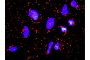 Proximity Ligation Analysis of protein-protein interactions between FGFR2 and FGF1. (FGFR2 antibody  (AA 1-821))