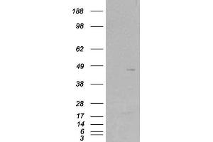 HEK293 overexpressing SKAP2 (ABIN5387948) and probed with ABIN184706 (mock transfection in first lane). (SKAP2 antibody  (C-Term))