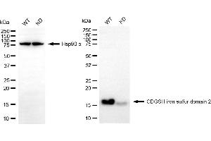Western blotting analysis using CDGSH iron sulfur domain 2 antibody (ABIN7797994). (CISD2 antibody)