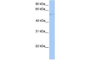 CYP1A1 antibody used at 1 ug/ml to detect target protein. (CYP1A1 antibody  (Middle Region))