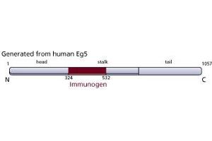 Image no. 2 for anti-Kinesin Family Member 11 (KIF11) (AA 324-532) antibody (ABIN968407) (KIF11 antibody  (AA 324-532))