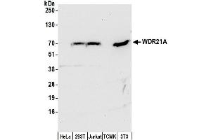 anti-DDB1 and CUL4 Associated Factor 4 (DCAF4) (AA 1-50) antibody