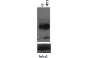 MSI2 anticorps  (N-Term)