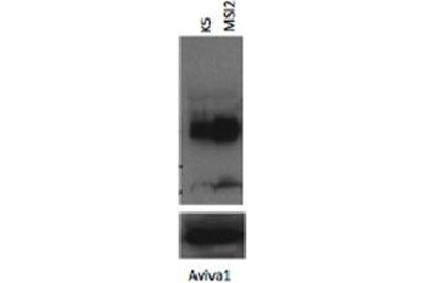 MSI2 anticorps  (N-Term)