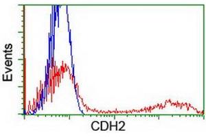 HEK293T cells transfected with either RC207170 overexpress plasmid (Red) or empty vector control plasmid (Blue) were immunostained by anti-CDH2 antibody (ABIN2455182), and then analyzed by flow cytometry.
