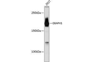 Western blot analysis of extracts of 293T cells, using DI Rabbit mAb (ABIN7266751) at 1:1000 dilution. (DIAPH1 antibody)