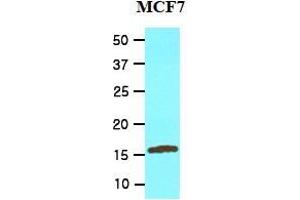 Western Blotting (WB) image for anti-Ubiquitin-Conjugating Enzyme E2L 6 (UBE2L6) (AA 1-152), (N-Term) antibody (ABIN317575) (UBE2L6 antibody  (N-Term))