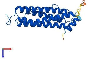 Protein Structure (PS) image for Ferritin Light Chain 2 (FTL2) (AA 1-183) protein (His tag) (ABIN7563351)