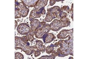 Immunohistochemical staining of human placenta with HPSE2 polyclonal antibody  shows strong membranous positivity in trophoblastic cells. (Heparanase 2 antibody)
