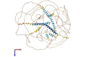 MAML1 Protein (AA 1-1016) (His tag)