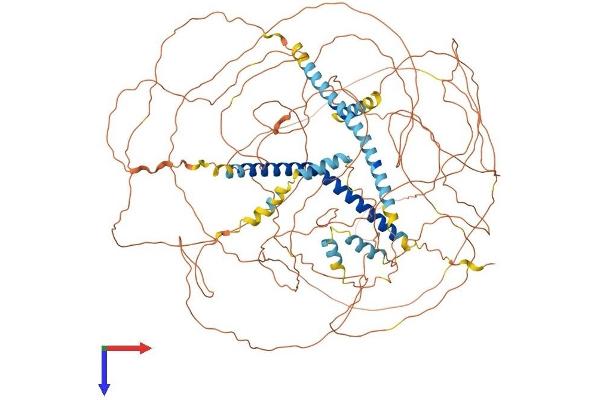 MAML1 Protein (AA 1-1016) (His tag)