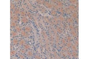 IHC-P analysis of Mouse Kidney Tissue, with DAB staining. (CD51 antibody  (AA 71-322))