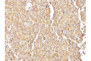 Formalin-fixed, paraffin-embedded human Adrenal Gland stained with Chromogranin A Monoclonal Antibody (LK2H10) (Chromogranin A antibody)