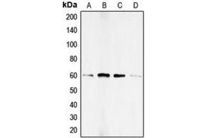 Western blot analysis of SMAD1 (pS187) expression in HEK293T BMP4-treated (A), HeLa PMA-treated (B), A673 (C), PC12 (D) whole cell lysates. (SMAD1 antibody  (pSer187))