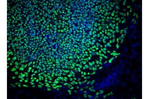 Bottom Row: Immunofluorescent staining of human and mouse ES cell lines. (OCT4 antibody  (AA 252-372))