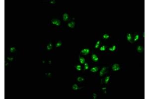 Immunofluorescence staining of Hela cells with ABIN7163056 at 1:233, counter-stained with DAPI.