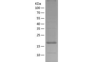 Western Blotting (WB) image for Ras Homolog Enriched in Brain (RHEB) (AA 1-184) protein (His tag) (ABIN7124780) (RHEB Protein (AA 1-184) (His tag))