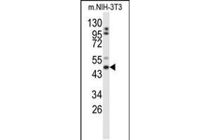 Western blot analysis of GORAB Antibody in mouse NIH-3T3 cell line lysates (35ug/lane)