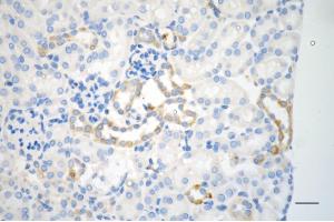 Immunohistochemistry was performed on paraffin-embedded mouse kidney using NFKB inhibitor alpha antibody (ABIN7799641), 1:200).