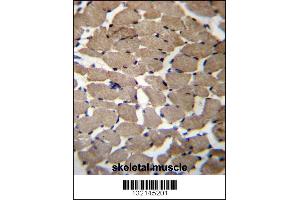 MGAT4C Antibody immunohistochemistry analysis in formalin fixed and paraffin embedded human skeletal muscle followed by peroxidase conjugation of the secondary antibody and DAB staining. (MGAT4C antibody  (C-Term))