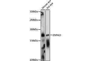 Western blot analysis of extracts of various cell lines, using ZNF423 antibody (ABIN7271484) at 1:1000 dilution. (Znf423 antibody  (AA 220-450))