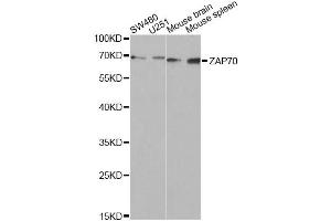 Western blot analysis of extracts of various cell lines, using ZAP70 Antibody (ABIN5971221) at 1/1000 dilution. (ZAP70 antibody)