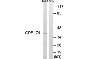 Western Blotting (WB) image for anti-G Protein-Coupled Receptor 174 (GPR174) (Internal Region) antibody (ABIN1853012) (GPR174 antibody  (Internal Region))
