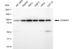 Western blotting analysis using ADAM17 antibody (ABIN7797502).