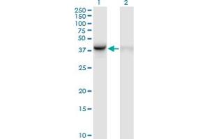 Western Blot analysis of WDR77 expression in transfected 293T cell line by WDR77 monoclonal antibody (M01), clone 3F10. (WDR77 antibody  (AA 1-342))