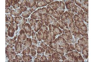 Image no. 2 for anti-Melanoma Antigen Family A, 4 (MAGEA4) antibody (ABIN1499260) (MAGEA4 antibody)