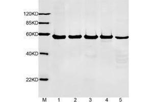 Primary antibody: 1 µg/mL Anti-alpha-tubulin Monoclonal Antibody (Mouse) (ABIN387714, Lot. (DYKDDDDK Tag antibody  (HRP))
