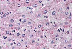 Anti-Glucagon Receptor antibody  ABIN1048675 IHC staining of human liver.
