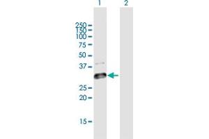 Western Blot analysis of GLT1D1 expression in transfected 293T cell line by GLT1D1 MaxPab polyclonal antibody. (GLT1D1 antibody  (AA 1-266))