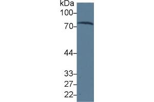 Western Blot; Sample: Human Serum; Primary Ab: 3µg/ml Mouse Anti-Human TRF Antibody Second Ab: 0. (Transferrin antibody  (AA 361-683))