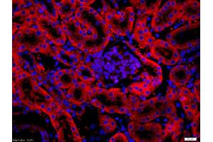 Formalin-fixed and paraffin embedded mouse intestine labeled with Rabbit Anti-FAPA Polyclonal Antibody, Unconjugated used at 1:200 dilution for 40 minutes at 37°C. (FAP antibody  (AA 311-410))