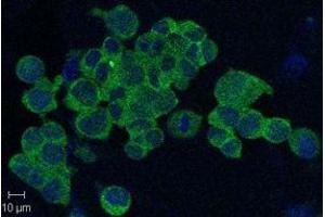 Immunofluorescent confocal imaging of HEK293 cells using anti-Nampt (Visfatin-PBEF), mAb (OMNI379) .