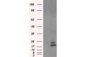 Western Blotting (WB) image for anti-NME/NM23 Nucleoside Diphosphate Kinase 4 (NME4) antibody (ABIN1499778)