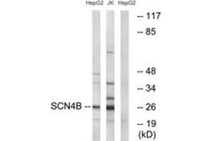 Western blot analysis of extracts from HepG2/Jurkat cells, using SCN4B Antibody. (SCN4B antibody  (AA 61-110))