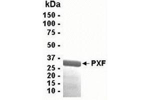 Western Blotting (WB) image for Peroxisomal Biogenesis Factor 19 (PEX19) (AA 1-299) protein (ABIN2468999) (PEX19 Protein (AA 1-299))