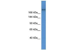 ABCA7 antibody  (Middle Region)