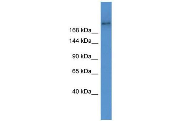 ABCA7 antibody  (Middle Region)